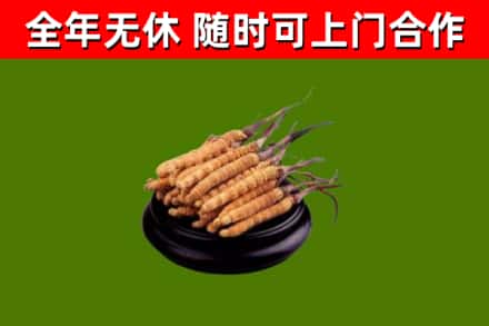 延安回收冬虫夏草